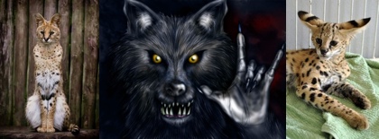 Werewolf and Serval